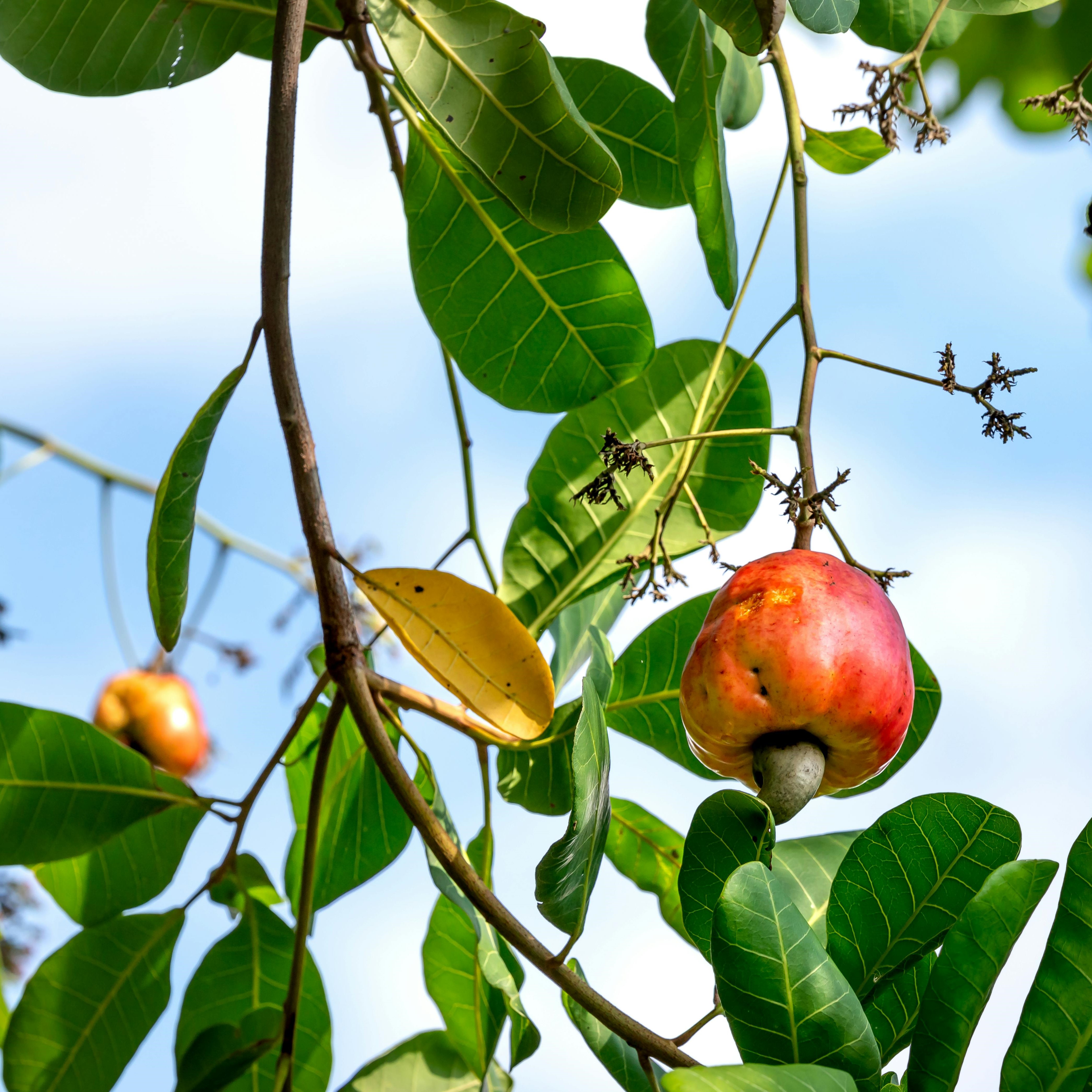 Cashew Nut (Anacardium occidentale) Plant
